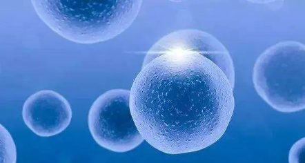 科普：造血干细胞