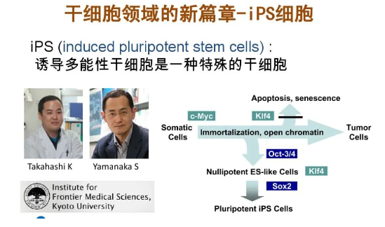 科普 | 诱导多能干细胞（iPSC）